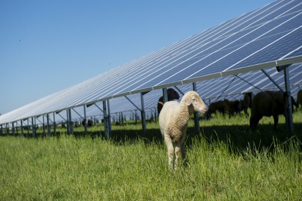 JRD Energo expanduje na fotovoltaickém trhu v Maďarsku