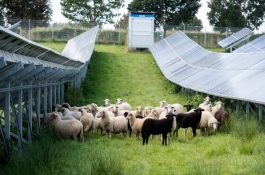 Ovce pod solárními panely přinášejí pozitiva pro zemědělce i energetiky