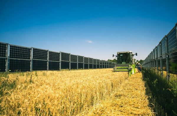 Vídeň pěstuje pšenicí pod solárním panely. Česku v agrovoltaice ujíždí vlak